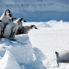 Ecotourism in Antarctica