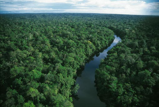 amazon rainforest