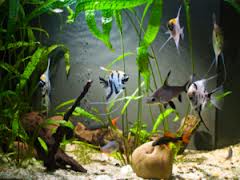 aquarium supplies