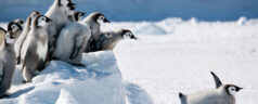 Ecotourism in Antarctica