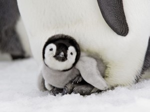 image of cute penguin